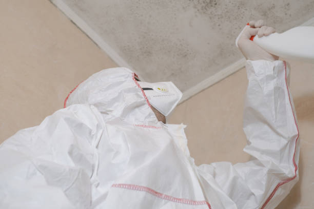 Best Emergency Mold Remediation in Alderson, WV