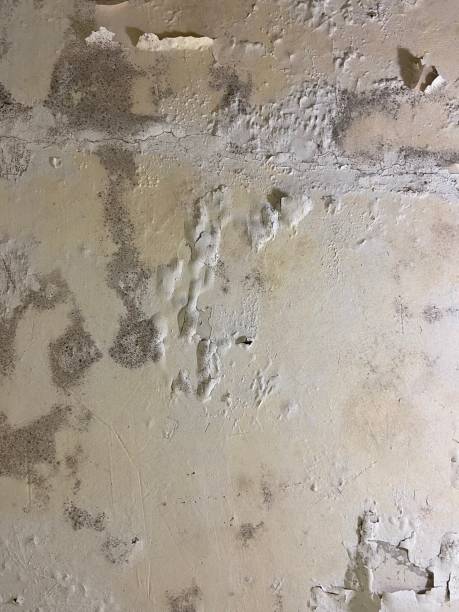 Professional Mold Remediation in Alderson, WV