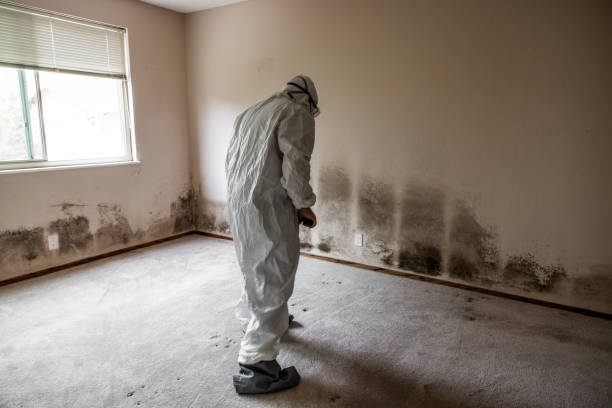 Best Attic Mold Remediation in Alderson, WV