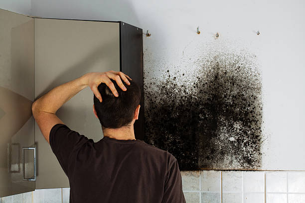 Trusted Alderson, WV Mold Remediation Experts