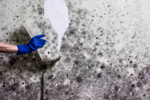 Best Residential Mold Remediation in Alderson, WV