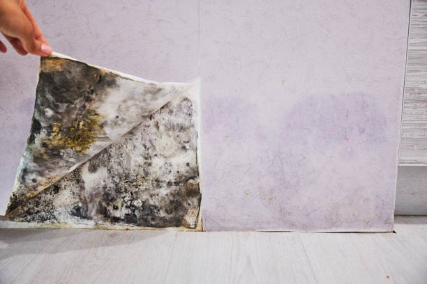 Best Post-Flood Mold Remediation in Alderson, WV